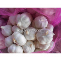 Bawang putih putih murni 4.5-5.0cm 2018 tanaman baru